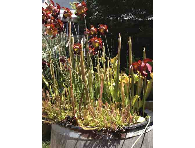 Carnivorous Plant Mini Bog-Garden