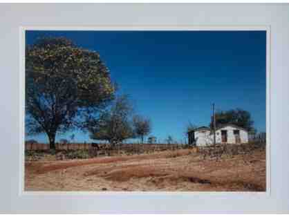 Ivonete Leite Photography - Little House in the Hinterland with flowering Juazeiro