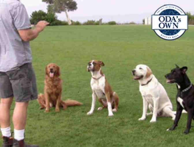 Five 1-Hour Private Dog Training Lessons