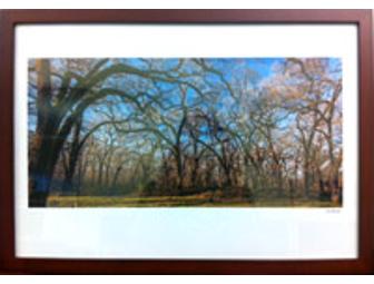 'Oaks of Bidwell Park' by Tom Barrett