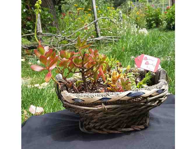 Succulent Basket- by Beloved Baskets
