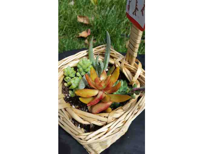 Succulent Basket #2-by Beloved Baskets