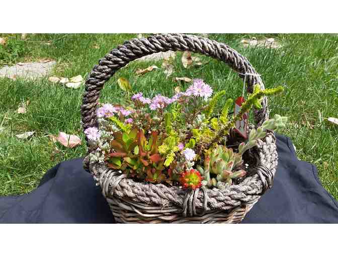 Succulent Basket #3- by Beloved Baskets