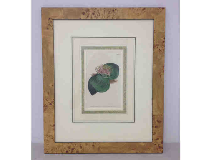 3 FRAMED PASTELS - PAPILLONES III - BUTTERFLY, BROAD LEAF, PARSLEY