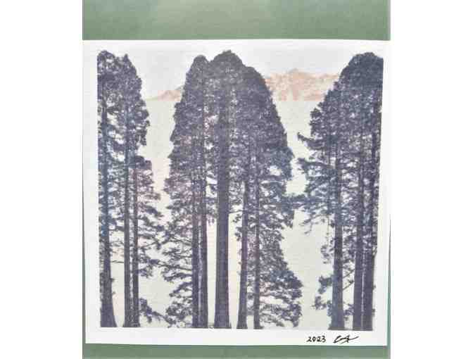 Redwood Peace - Framed Print by Penelope Andrews