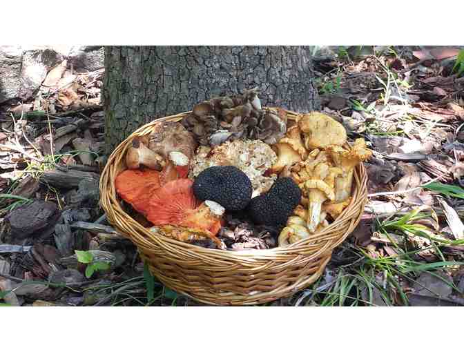 Four Seasons of Mushrooms