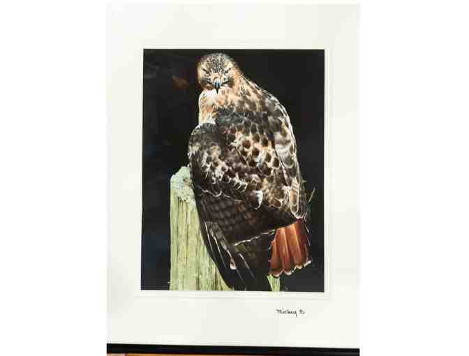 Mickey Delcambre framed Red Tailed Hawk - Photo 1