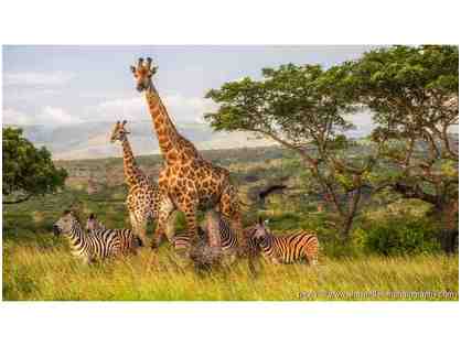 Zulu Nyala South African Photo Safari Package