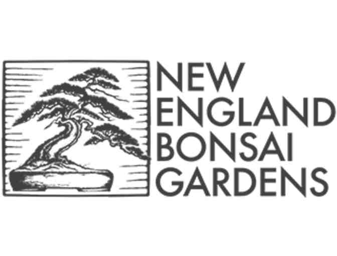 Basic Bonsai Class at New England Bonsai Gardens