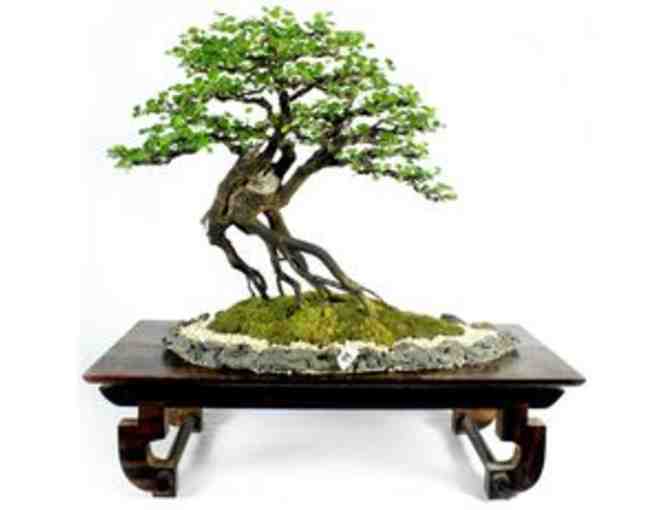 Basic Bonsai Class at New England Bonsai Gardens