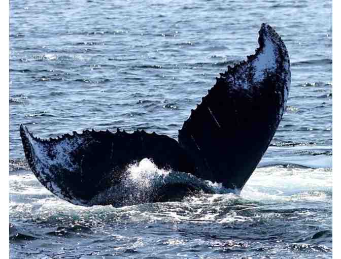 Hyannis Whale Watcher Cruises - Photo 1