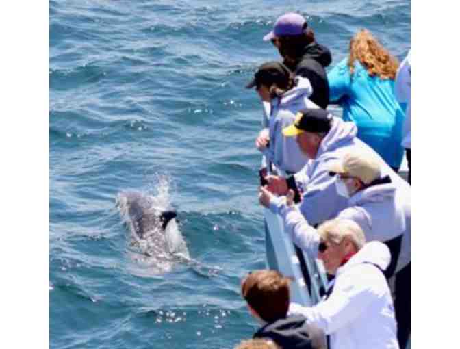 Hyannis Whale Watcher Cruises - Photo 2