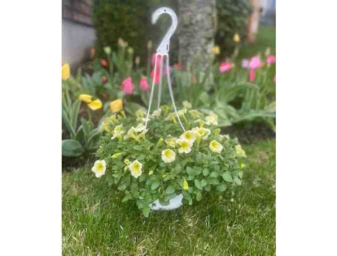 Petunia Hanging Basket!