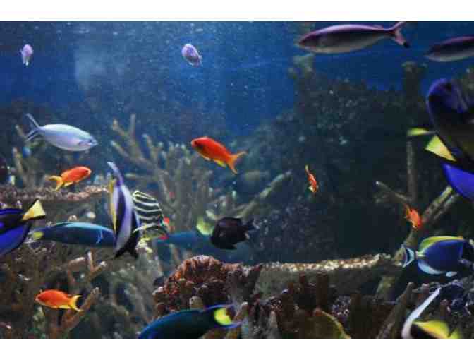 Tour, Admission Passes and more at New England Aquarium & Simons IMAX Theatre