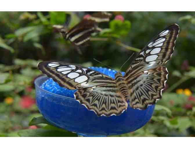 Family Admission Pack to Magic Wings Butterfly Conservatory & Museum