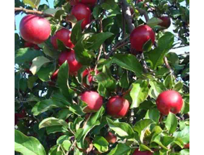 Pick Your Own 1/2 Bushel of Apples at Lakeview Orchard
