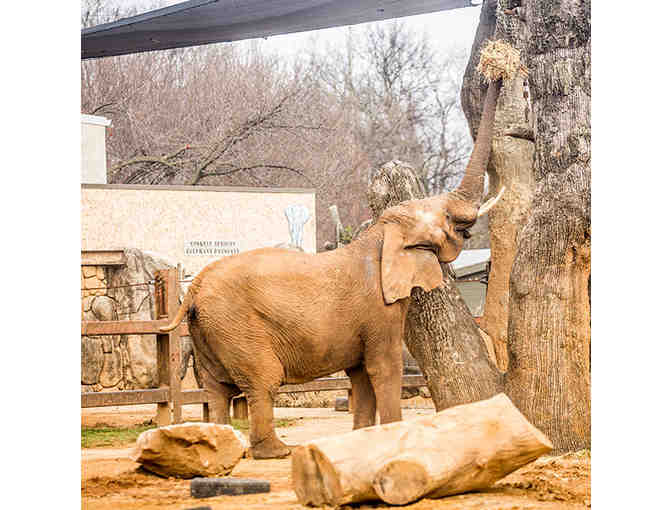 Zoo Knoxville behind-the-scenes tour for four with the elephants