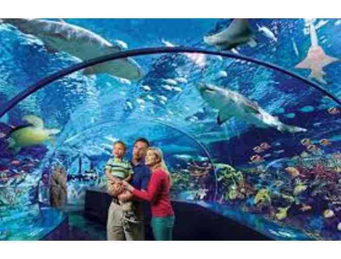 Ripley's Aquarium | Four Admission Passes & Glass Bottom Boat Adventure