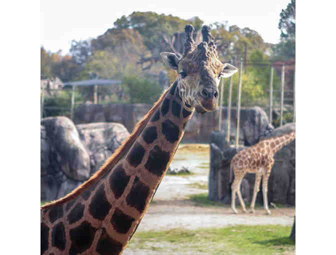 Zoo Knoxville | Behind the Scenes Giraffe Experience