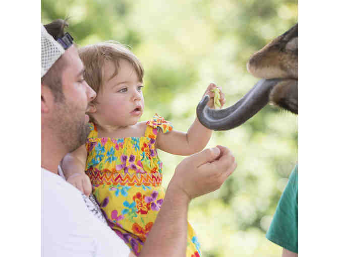 Zoo Knoxville | Behind the Scenes Giraffe Experience