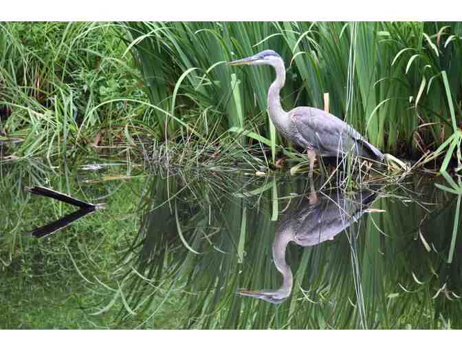 Conservation Cooperative | Guided bird watching for 4
