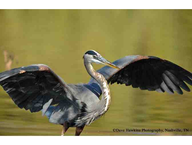 Conservation Cooperative | Guided bird watching for 4