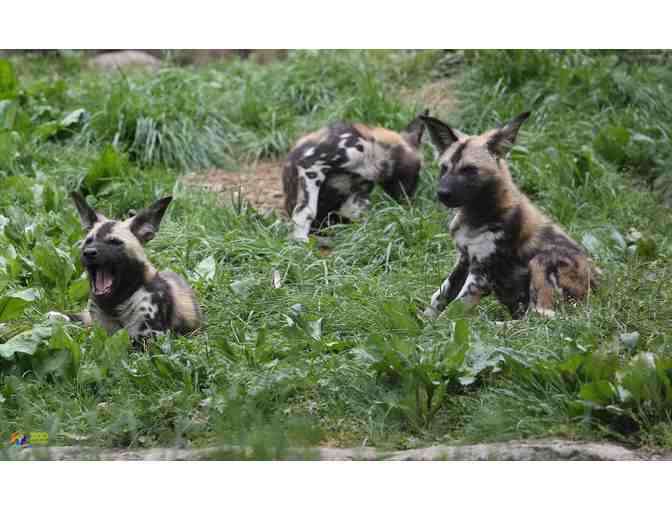 Zoo Knoxville | African Painted Dog Encounter - Photo 1