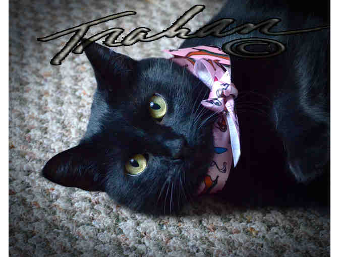 Photo Session with Anne E. Trahan Photography Bay City