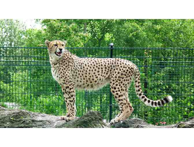 Toledo Zoo Family Membership