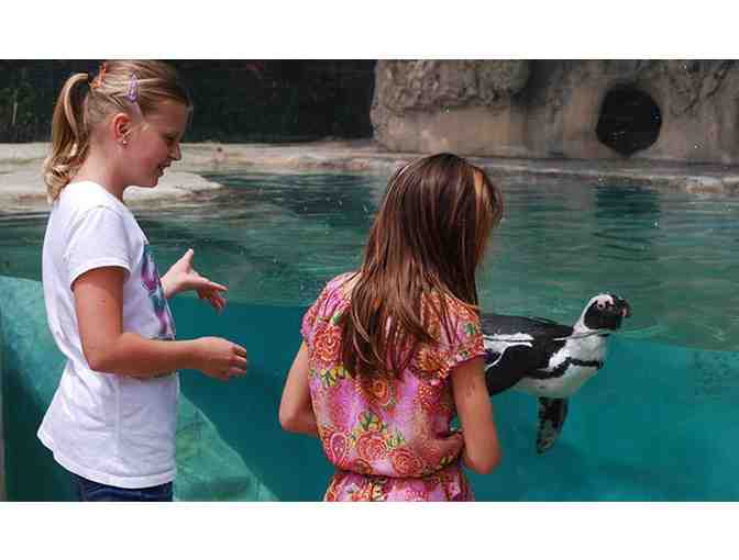 Saginaw Family Fun Package