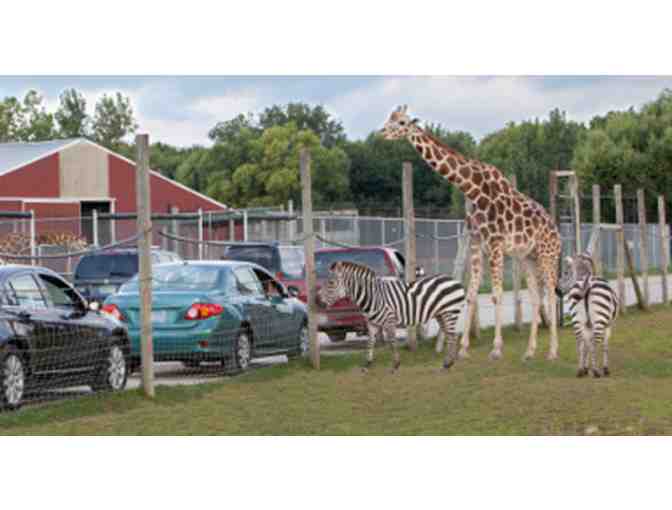 African Safari Wildlife Park VIP Car Pass - Photo 2