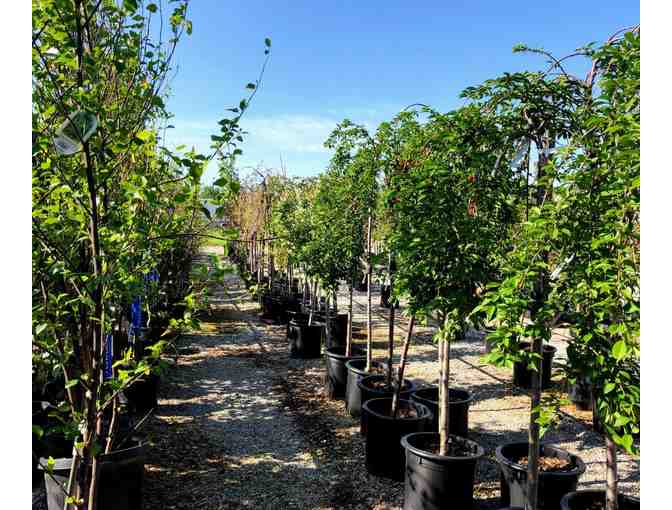 $200 Gift Card to Maple Hill Nursery