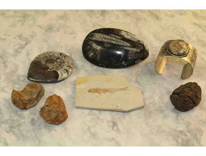 Fossil Collection - Photo 1