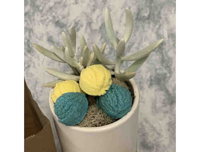 Bubble Bouquet with Succulent & Bath Truffles