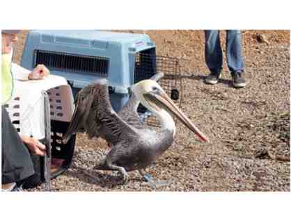Pelican Release with International Bird Rescue