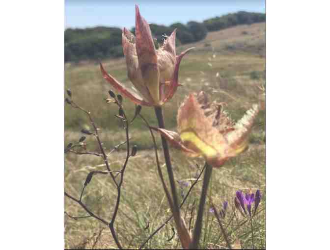 Hike with a Botanist: Guided Hike for 4