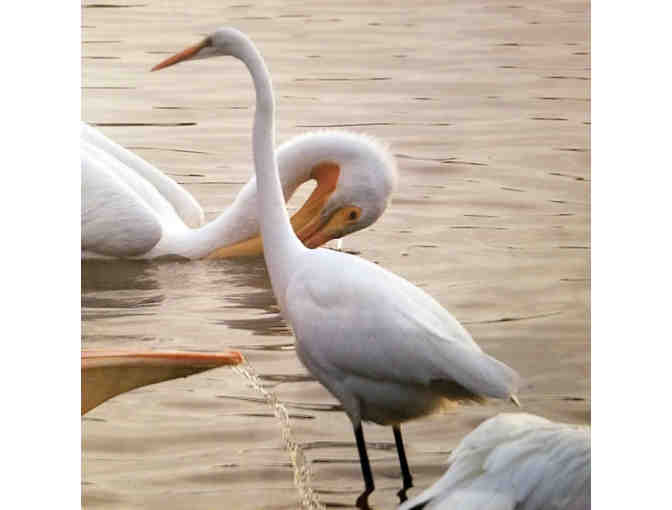 Pelicans and Egret Photograph