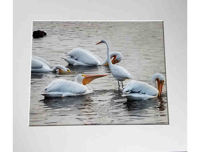 Pelicans and Egret Photograph