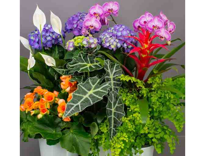 Beautiful Blooms from Currans Flowers