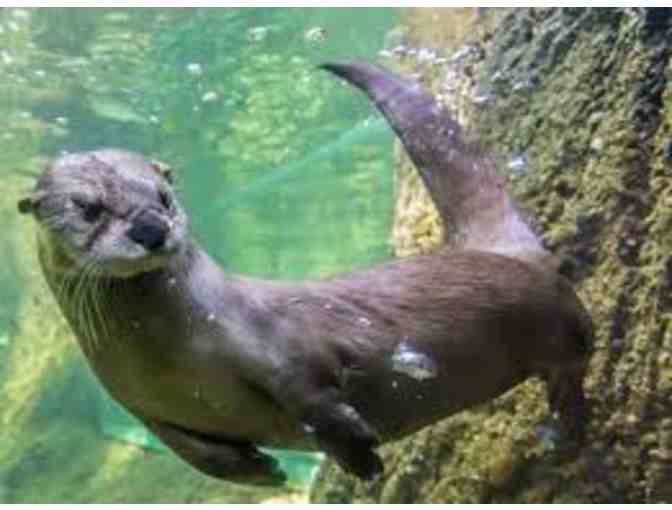 CuriOdyssey VIP Behind the Scenes Tour & Adopt-An-Animal