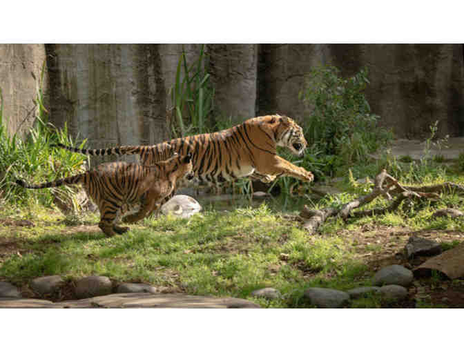 San Francisco Zoo Gift Voucher