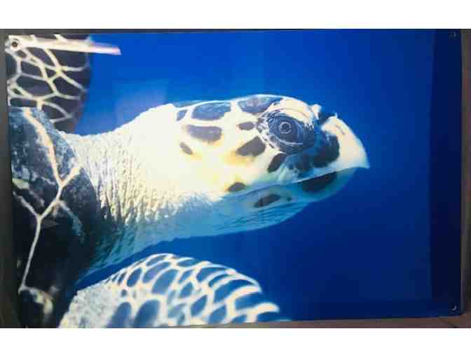 24" x 36" Frameless Aluminum Metal Print Photograph of Hawksbill Sea Turtle - Photo 1