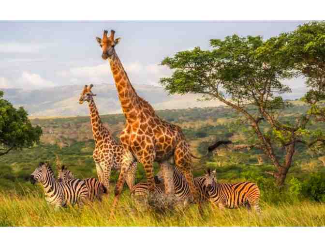 Dream South African Safari Vacation