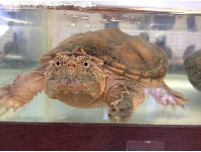 Feed the Frogs for a Month