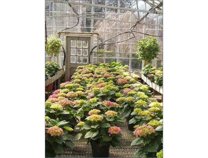 $35 Gift Certificate to Chapman's Greenhouse