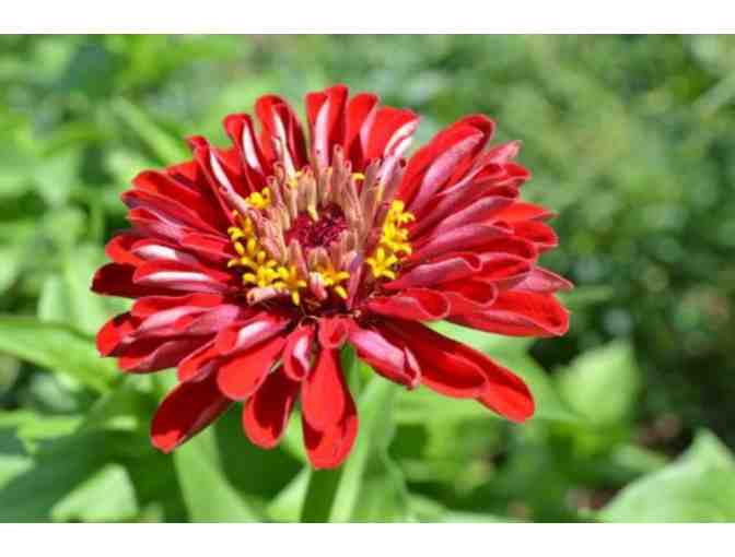 Flower Share at Green Meadows Farm