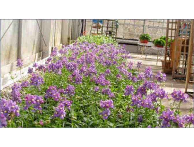 $35 Gift Certificate to Chapman's Greenhouse