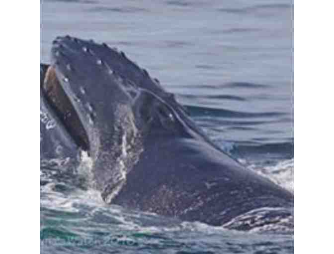 'Family of 4 Pack' for a morning trip with 7 Seas Whale Watch