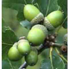 12 Oak Growth and Renewal Center