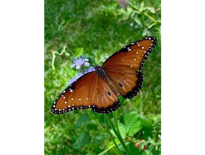 Private Butterfly Garden Tour at Rotary Park